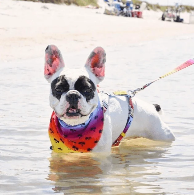 Bandana Refrescante | California Dreamin'