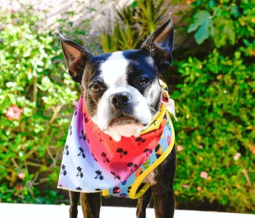 Bandana Refrescante | California Dreamin'