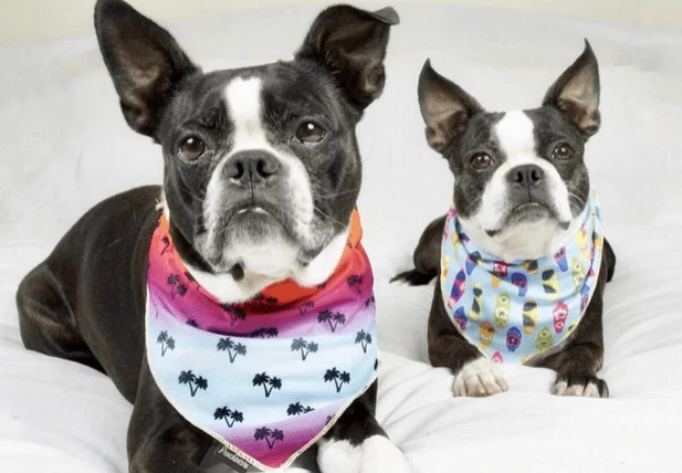 Bandana Refrescante | California Dreamin'