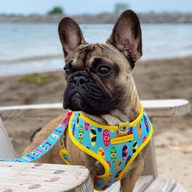 Peitoral Dupla Face California Dreamin' | Peitoral Versátil e Seguro | French Bulldog