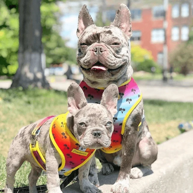 Peitoral Dupla Face California Dreamin' | Peitoral Versátil e Seguro | French Bulldog