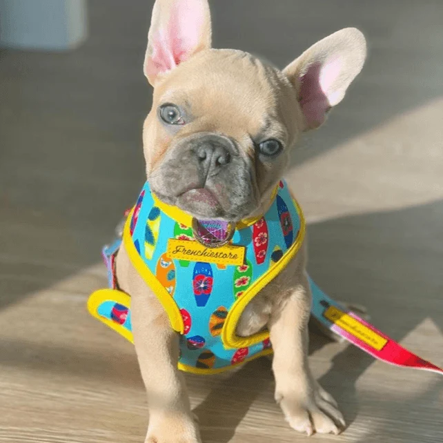 Peitoral Dupla Face California Dreamin' | Peitoral Versátil e Seguro | French Bulldog