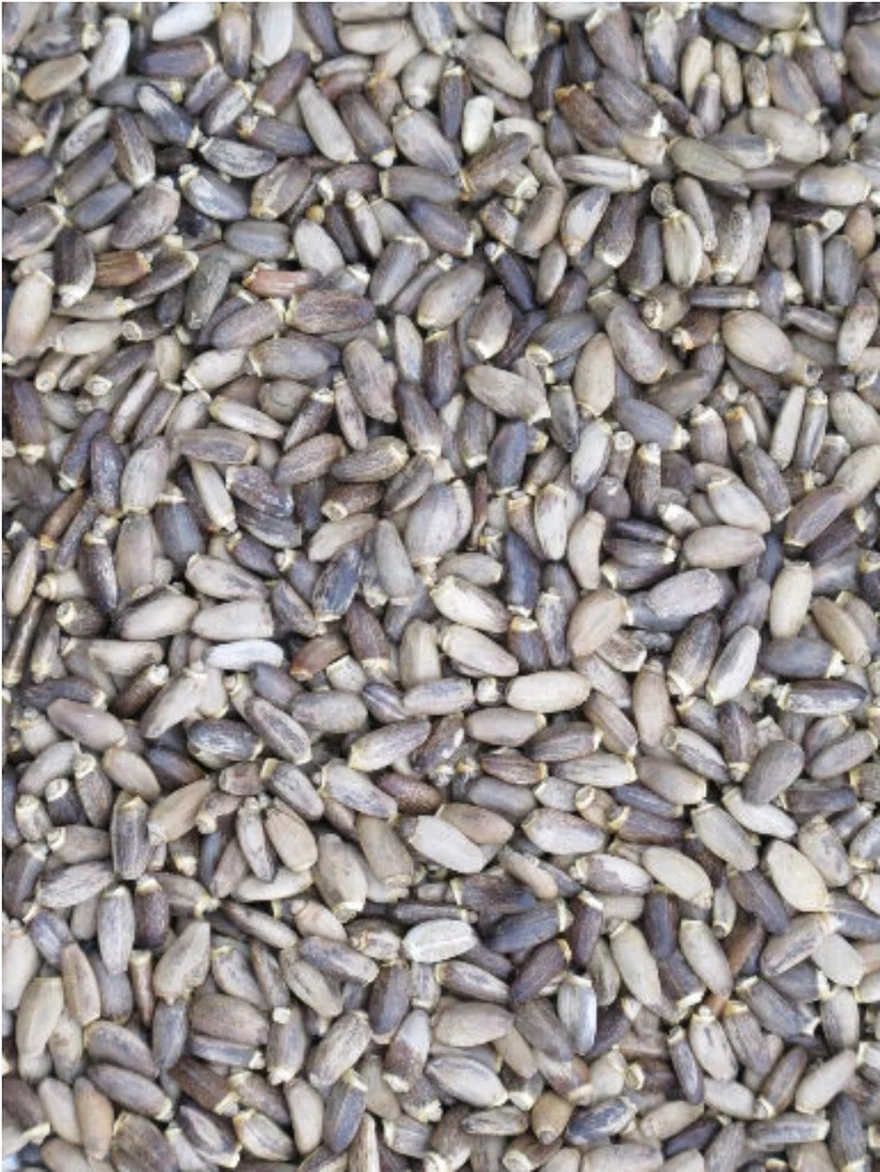 Mariendistelsamen 1 kg - Bird-X Grizo