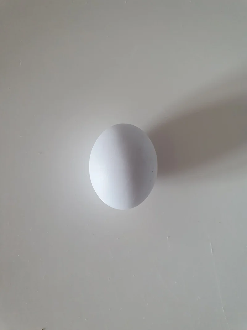 Großsittich Plastikei 3cm