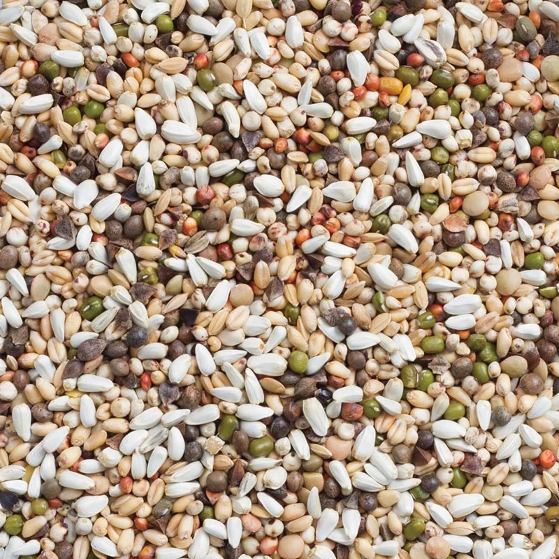 Deli Nature 33 Großsittich- und Papageienkeimsamen 5kg