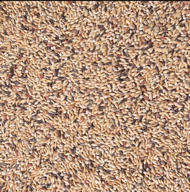 Deli Nature 54 - Kanarienvogelzucht mit weißer Perilla - 20kg