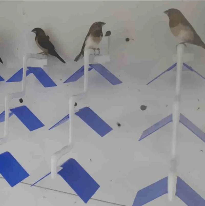 Vogelsitz mit Verlängerung - Moldes Ave