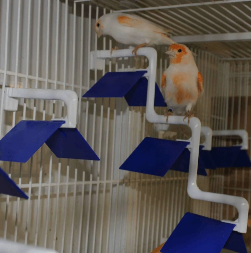 Vogelsitz mit Verlängerung - Moldes Ave