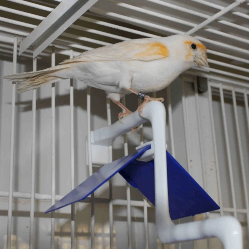Vogelsitz mit Verlängerung - Moldes Ave