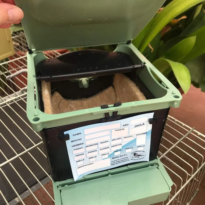 Nest Isabella Exotics - Moldes Ave