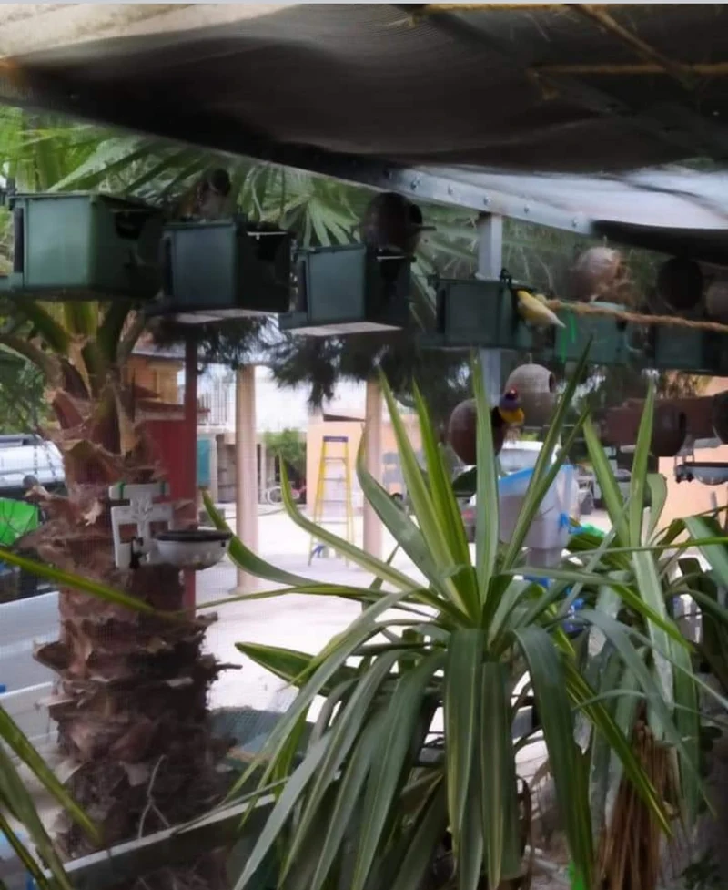 Nest Isabella Exotics - Moldes Ave