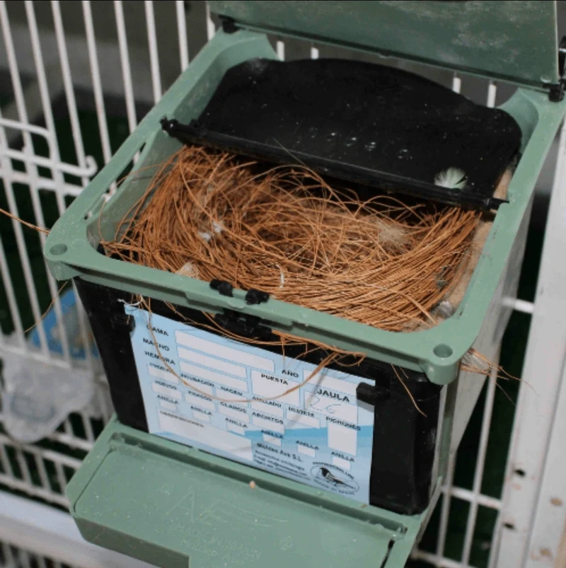 Nest Isabella Exotics - Moldes Ave