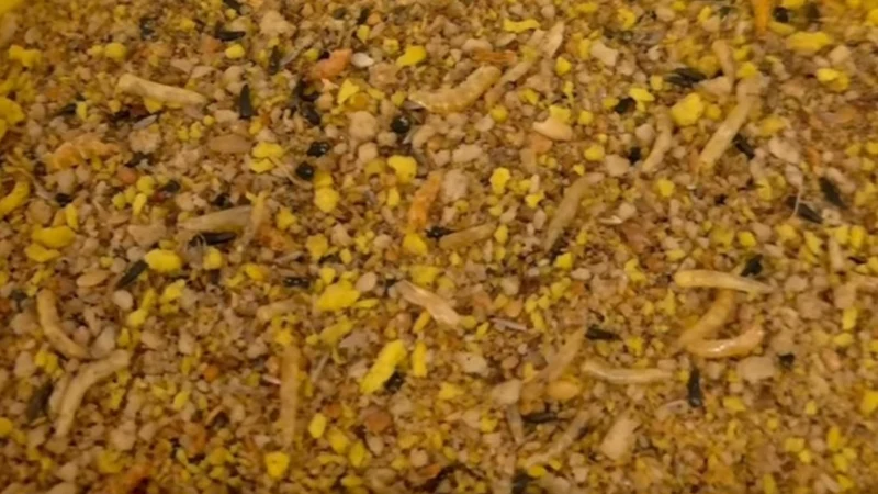 Nutribird Gold Crumble für Hausvögel 800 Gramm (Orlux Trocken-Ei-Futter)
