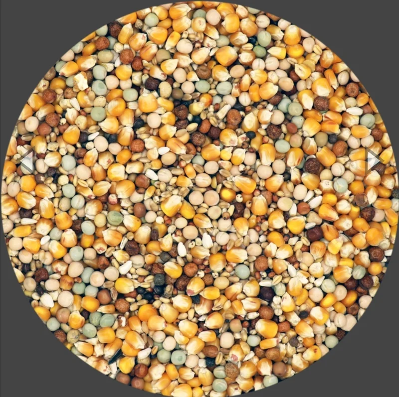 Traditional Breeding Yellow Crips Taubenfutter 25kg - Versele Laga