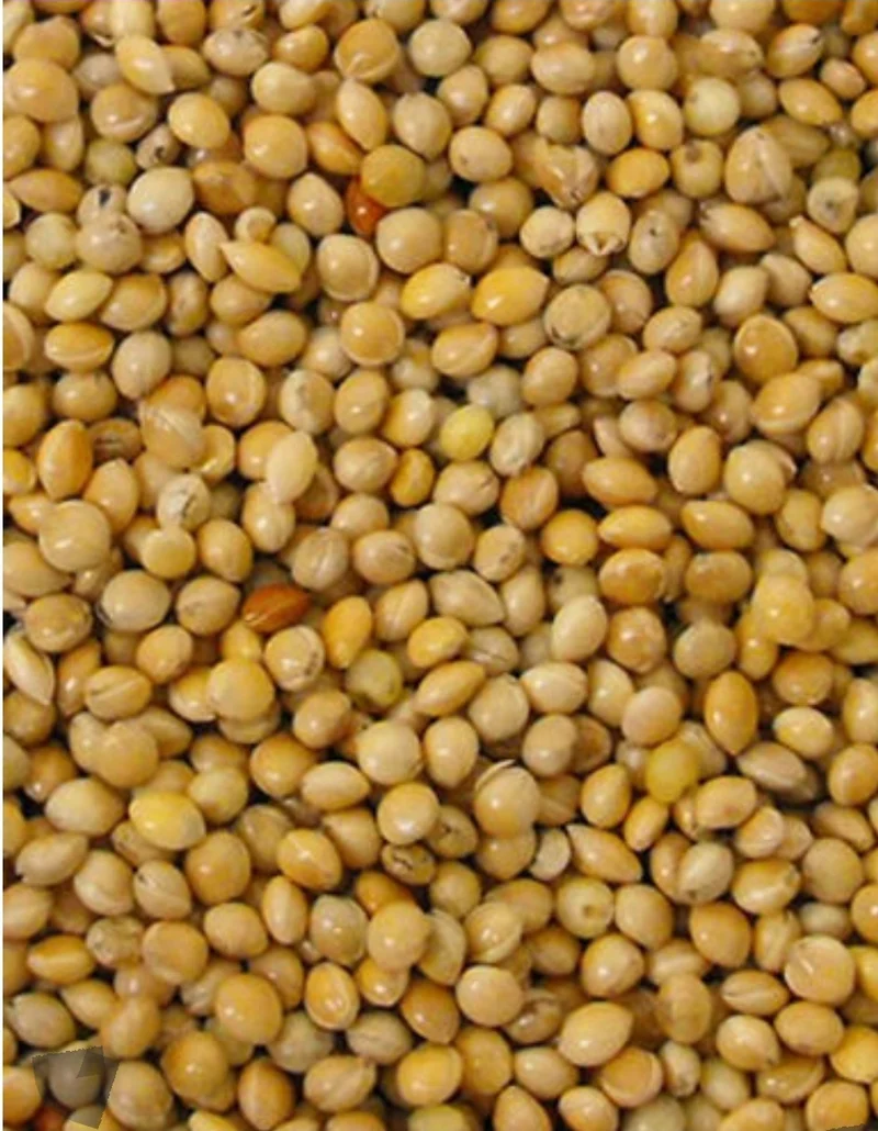 Rundsaat Gelb (Hirse) 1kg