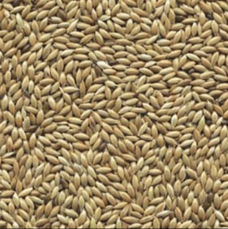 Weißsaat (Flachsaat oder Kanariensaat) 1kg