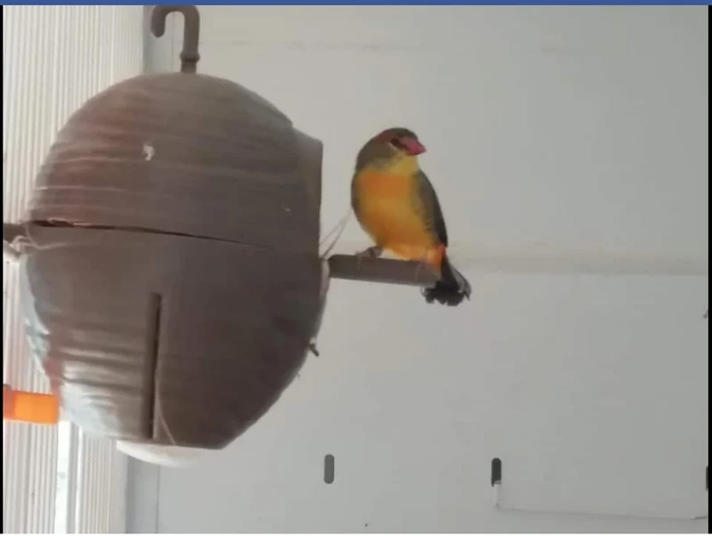 Nest Exotische Vögel - Moldes Ave