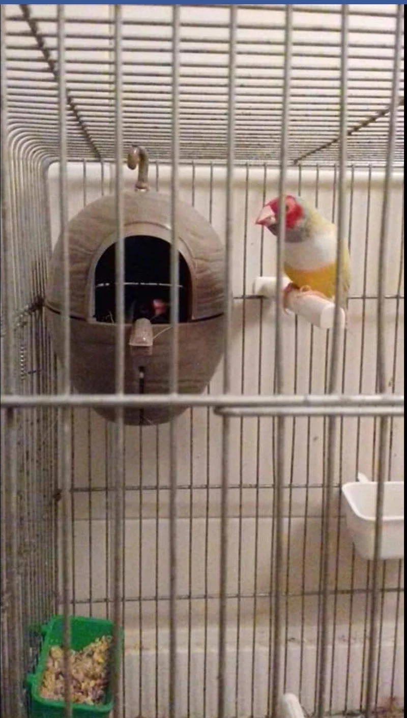 Nest Exotische Vögel - Moldes Ave