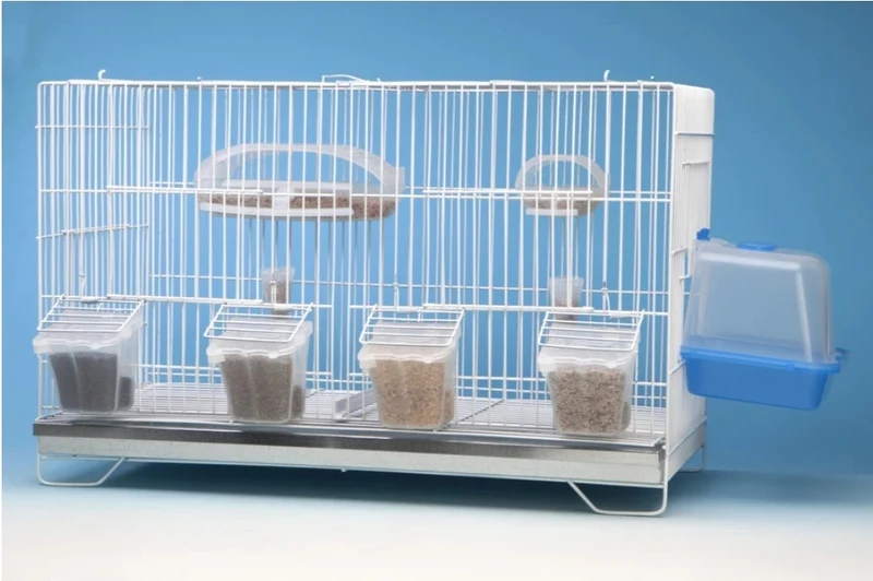 Transparenter Feeder – Moldes Ave