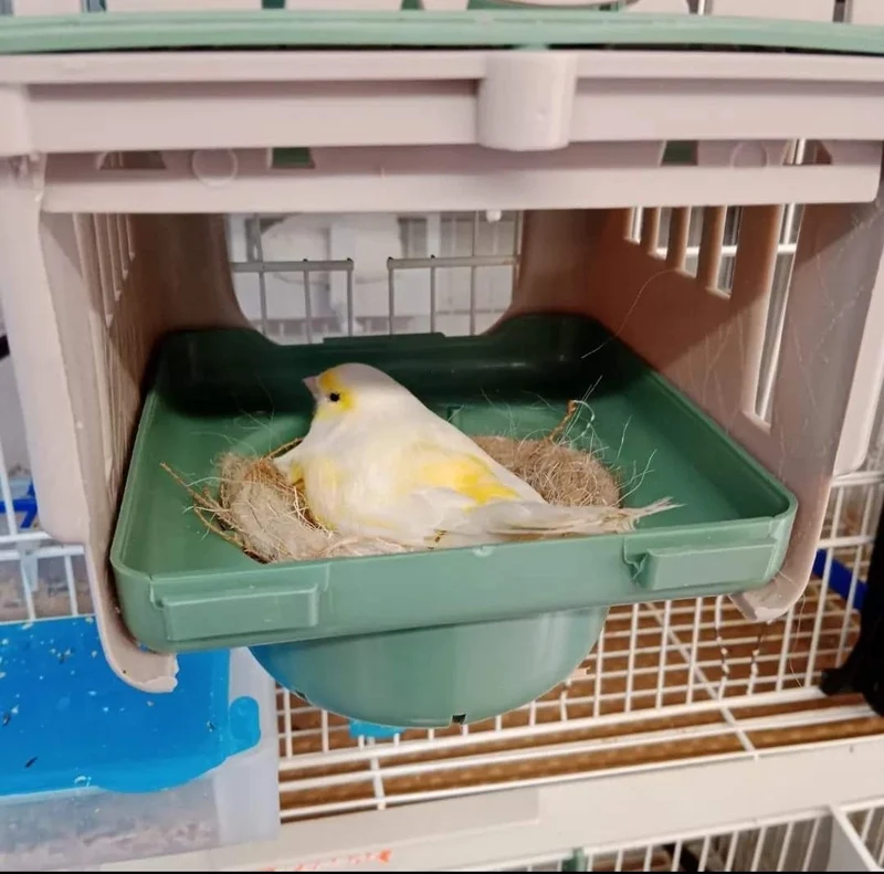 Dubai Nest 8cm - Moldes Ave