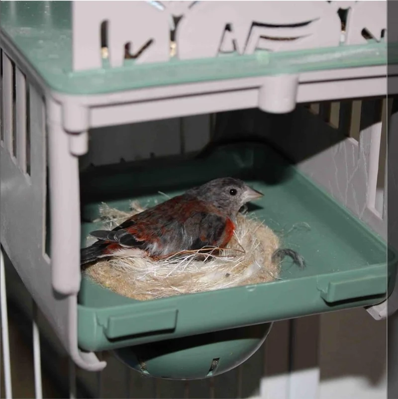 Dubai Nest 8cm - Moldes Ave